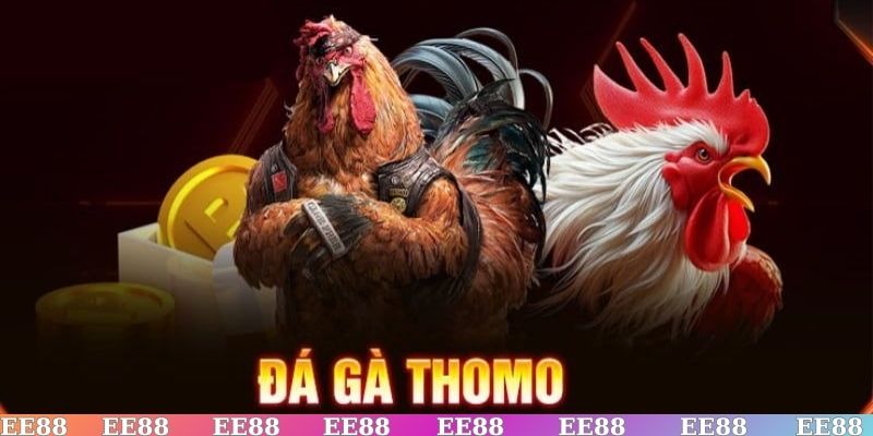 Đá gà Thomo là sân chơi đỉnh cao cho mọi người