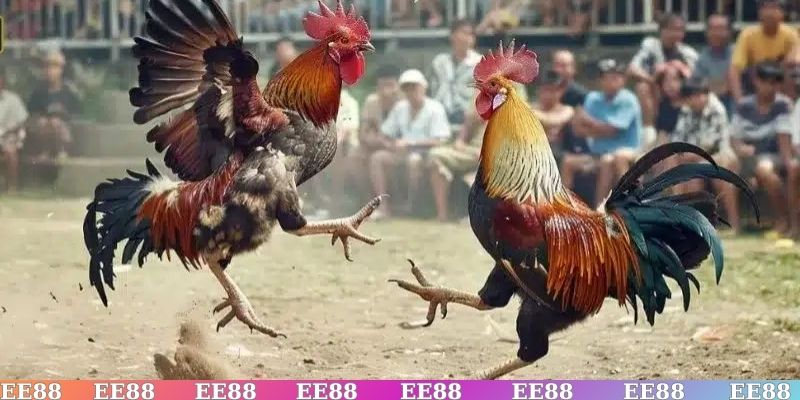 Những dòng được chọn để mang sang đá gà Thomo